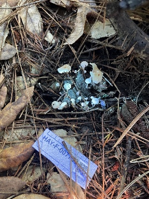  ( - HAY-F-007739)  @11 [ ] by-nc (2023) Damon Tighe Fungal Diversity Survey