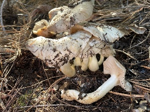  ( - HAY-F-007745)  @11 [ ] by-nc (2023) Damon Tighe Fungal Diversity Survey