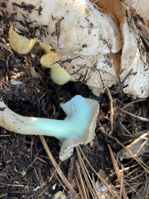  ( - HAY-F-007745)  @11 [ ] by-nc (2023) Damon Tighe Fungal Diversity Survey