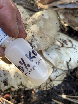  ( - HAY-F-007745)  @11 [ ] by-nc (2023) Damon Tighe Fungal Diversity Survey