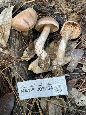  ( - HAY-F-007754)  @11 [ ] by-nc (2023) Damon Tighe Fungal Diversity Survey
