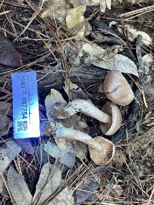  ( - HAY-F-007754)  @11 [ ] by-nc (2023) Damon Tighe Fungal Diversity Survey