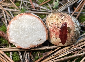  (Rhizopogon sp. PNW05 - HAY-F-007757)  @11 [ ] by-nc (2023) Damon Tighe Fungal Diversity Survey