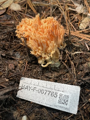  ( - HAY-F-007765)  @11 [ ] by-nc (2023) Damon Tighe Fungal Diversity Survey