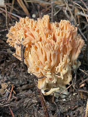  ( - HAY-F-007765)  @11 [ ] by-nc (2023) Damon Tighe Fungal Diversity Survey