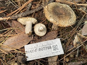  ( - HAY-F-007766)  @11 [ ] by-nc (2023) Damon Tighe Fungal Diversity Survey
