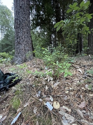  ( - HAY-F-007766)  @11 [ ] by-nc (2023) Damon Tighe Fungal Diversity Survey