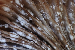  ( - HAY-F-008382)  @11 [ ] by-nc (2023) Taye Bright Fungal Diversity Survey