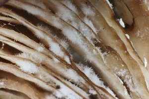  (Dipodascus - HAY-F-008382)  @11 [ ] by-nc (2023) Taye Bright Fungal Diversity Survey