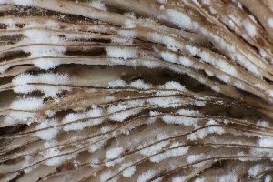  ( - HAY-F-008382)  @11 [ ] by-nc (2023) Taye Bright Fungal Diversity Survey