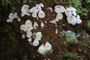  ( - HAY-F-008386)  @11 [ ] by-nc (2023) Taye Bright Fungal Diversity Survey