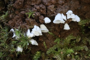  ( - HAY-F-008386)  @11 [ ] by-nc (2023) Taye Bright Fungal Diversity Survey