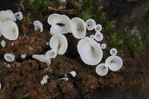  ( - HAY-F-008386)  @11 [ ] by-nc (2023) Taye Bright Fungal Diversity Survey