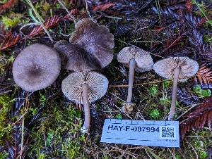  (Entoloma sp. CA17 - HAY-F-007994)  @11 [ ] by-nc (2023) Warren Cardimona Fungal Diversity Survey