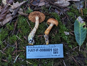  ( - HAY-F-008001)  @11 [ ] by-nc (2023) Warren Cardimona Fungal Diversity Survey