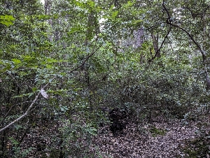  ( - HAY-F-008001)  @11 [ ] by-nc (2023) Warren Cardimona Fungal Diversity Survey
