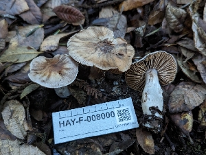  ( - HAY-F-008000)  @11 [ ] by-nc (2023) Warren Cardimona Fungal Diversity Survey