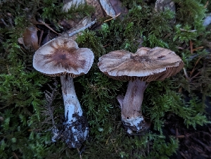 ( - HAY-F-008000)  @11 [ ] by-nc (2023) Warren Cardimona Fungal Diversity Survey