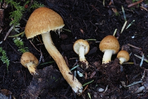  ( - HAY-F-007999)  @11 [ ] by-nc (2023) Warren Cardimona Fungal Diversity Survey