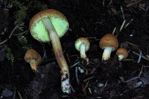  ( - HAY-F-007999)  @11 [ ] by-nc (2023) Warren Cardimona Fungal Diversity Survey