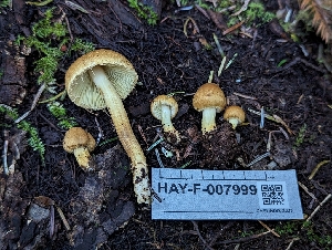  ( - HAY-F-007999)  @11 [ ] by-nc (2023) Warren Cardimona Fungal Diversity Survey