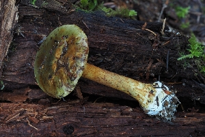  ( - HAY-F-008176)  @11 [ ] by-nc (2023) Warren Cardimona Fungal Diversity Survey