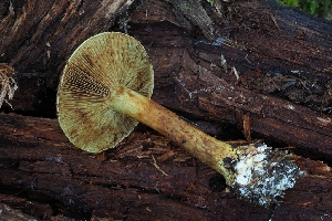  (Calonarius oliveopetasatus - HAY-F-008176)  @11 [ ] by-nc (2023) Warren Cardimona Fungal Diversity Survey