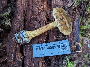  ( - HAY-F-008176)  @11 [ ] by-nc (2023) Warren Cardimona Fungal Diversity Survey