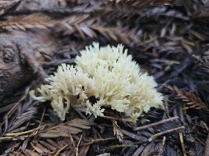  ( - HAY-F-006745)  @11 [ ] by (2023) Mandy Hackney Fungal Diversity Survey