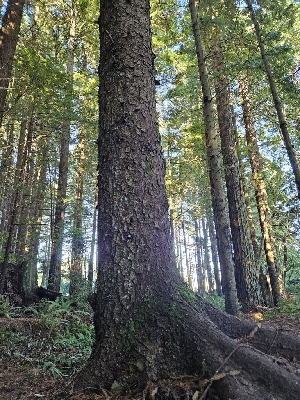  ( - HAY-F-006745)  @11 [ ] by (2023) Mandy Hackney Fungal Diversity Survey