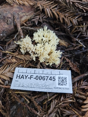  ( - HAY-F-006745)  @11 [ ] by (2023) Mandy Hackney Fungal Diversity Survey