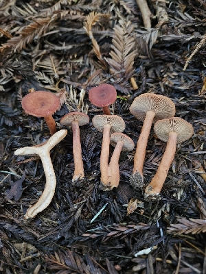  (Lactarius subviscidus - HAY-F-007492)  @11 [ ] by (2023) Mandy Hackney Fungal Diversity Survey