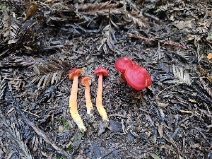  ( - HAY-F-007415)  @11 [ ] by (2023) Mandy Hackney Fungal Diversity Survey