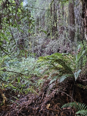  ( - HAY-F-007416)  @11 [ ] by (2023) Mandy Hackney Fungal Diversity Survey