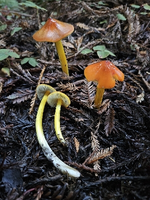  ( - HAY-F-007417)  @11 [ ] by (2023) Mandy Hackney Fungal Diversity Survey