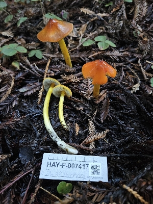  ( - HAY-F-007417)  @11 [ ] by (2023) Mandy Hackney Fungal Diversity Survey