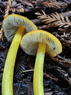  ( - HAY-F-007417)  @11 [ ] by (2023) Mandy Hackney Fungal Diversity Survey
