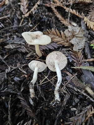  ( - HAY-F-007419)  @11 [ ] by (2023) Mandy Hackney Fungal Diversity Survey