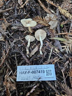  ( - HAY-F-007419)  @11 [ ] by (2023) Mandy Hackney Fungal Diversity Survey