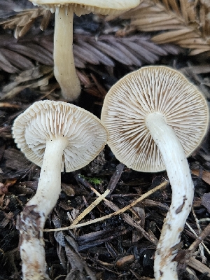  ( - HAY-F-007419)  @11 [ ] by (2023) Mandy Hackney Fungal Diversity Survey
