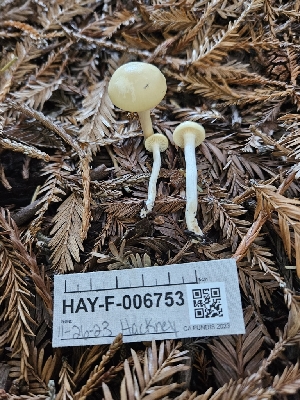  ( - HAY-F-006753)  @11 [ ] by (2023) Mandy Hackney Fungal Diversity Survey