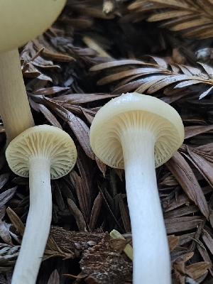 ( - HAY-F-006753)  @11 [ ] by (2023) Mandy Hackney Fungal Diversity Survey