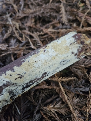  ( - HAY-F-007422)  @11 [ ] by (2023) Mandy Hackney Fungal Diversity Survey