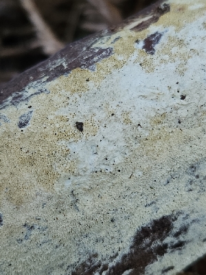  ( - HAY-F-007422)  @11 [ ] by (2023) Mandy Hackney Fungal Diversity Survey
