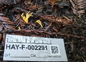  (Ramariopsis sp. PA03 - HAY-F-002291)  @11 [ ] by-nc (2023) Thea Chesney Fungal Diversity Survey