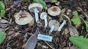  ( - HAY-F-002299)  @11 [ ] by-nc (2023) Thea Chesney Fungal Diversity Survey