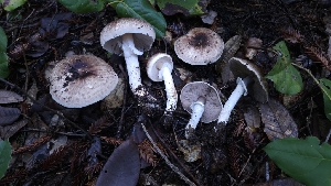  ( - HAY-F-002299)  @11 [ ] by-nc (2023) Thea Chesney Fungal Diversity Survey