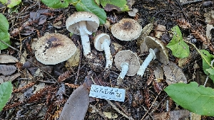  ( - HAY-F-002299)  @11 [ ] by-nc (2023) Thea Chesney Fungal Diversity Survey
