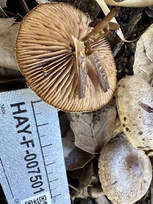  ( - HAY-F-007501)  @11 [ ] by-nc (2023) Bat Vardeh Fungal Diversity Survey