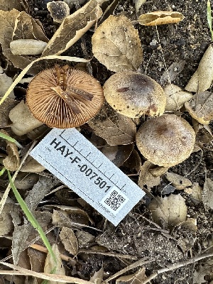  ( - HAY-F-007501)  @11 [ ] by-nc (2023) Bat Vardeh Fungal Diversity Survey